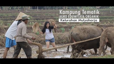 Agro Edu Wisata Organik Kampung Tematik Mulyaharja YouTube