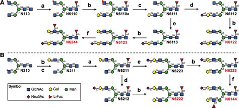 FUT8 From Biochemistry To Synthesis Of Core Fucosylated N Glycans