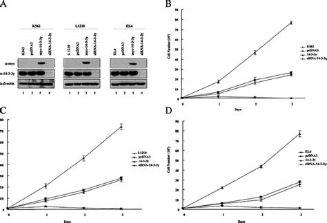 Effect Of 14 3 3 ␥ Overexpression Or Sirna Induced Knockdown