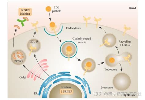 请问各位什么软件可以做出这种sci论文机制图图片？ 知乎