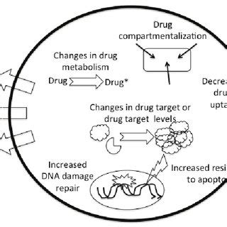 The major cellular drug resistance mechanisms. | Download Scientific ...