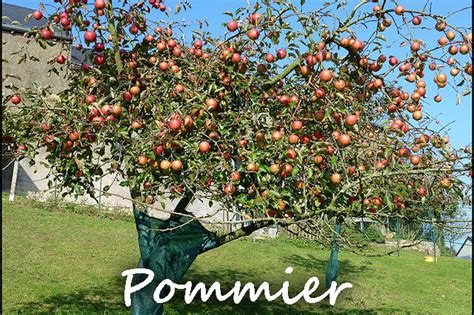 Pommier Provence