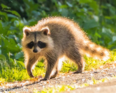 Raccoon Raccoon Print Raccoon Walking Raccoon Ts Raccoon Photo
