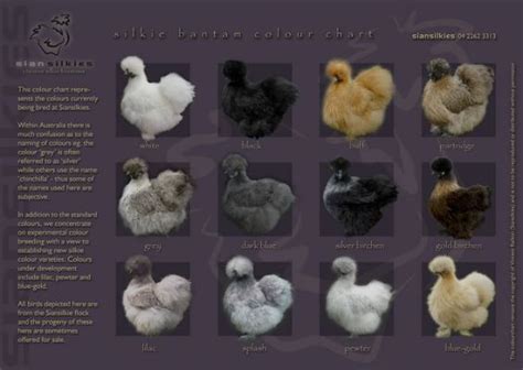 Silkie Chicken Color Chart