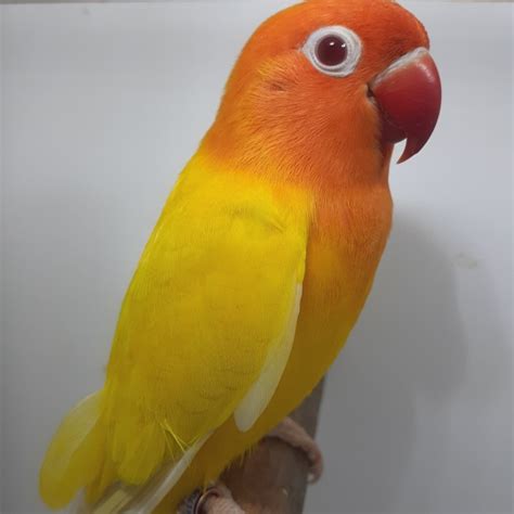 Lovebird Lutino Mata Merah Import Wanda Jones