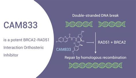 CAM833 Is A Potent BRCA2 RAD51 Interaction Orthosteric Inhibitor