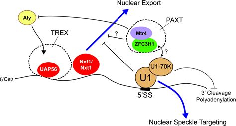 Frontiers Sequence Determinants For Nuclear Retention And Cytoplasmic