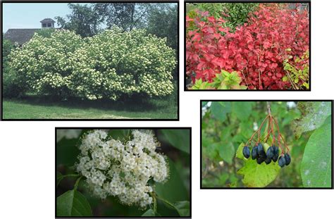 Nannyberry Shrub