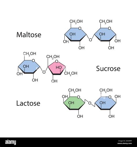 Chemical Illustration of Disaccharides. Maltose, Sucrose And Lactose ...