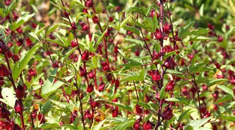 How to Plant, Grow, and Care for Roselle