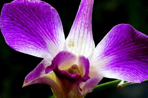 Comment tailler une orchidée voici les étapes à suivre