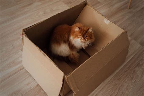 Pourquoi Les Chats Aiment Ils Se Cacher Dans Des Bo Tes En Carton