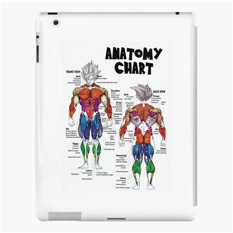 Goku Muskel Diagramm Anatomie Diagramm Anime Gym Motivational