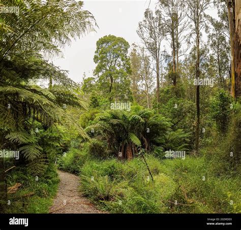 Wald Von Australien Der Haupts Chlich Aus Verschiedenen