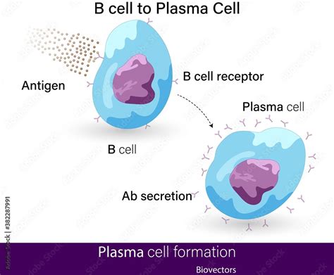 Vector Of B Cell To Plasma Cell Differentiation Upon Antigen Binding To