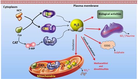 Frontiers The Role Of Hydrogen Sulfide On Cardiovascular Homeostasis