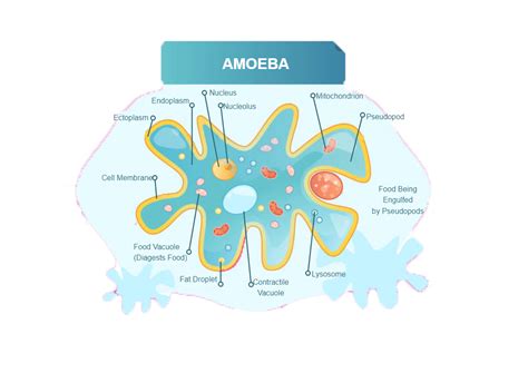 Amoeba Diagram For Class Cbse Class Notes Online 55 Off