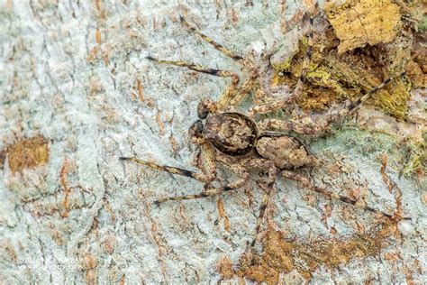 Tree Trunk Jumping Spider Phaeacius Sp Dsc A Photo On