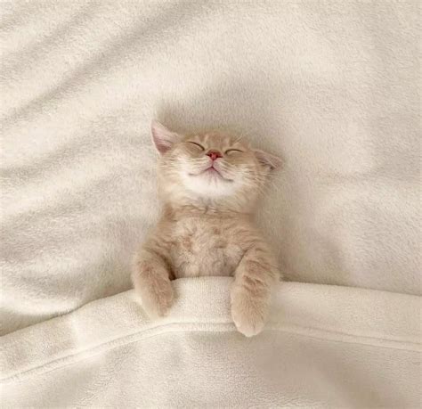 Cute Cat Sleep | Cute cats, Pretty cats, Cute baby cats