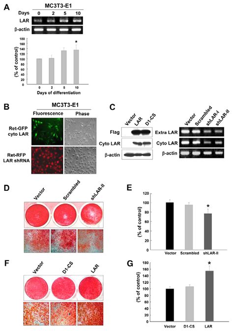 Effects Of Lar On Differentiation Into Osteoblasts Of Mc3t3 E1