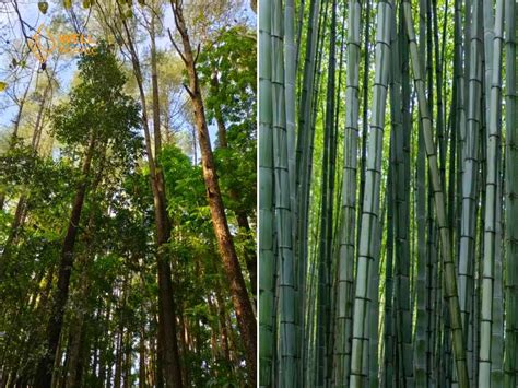 Rayon Vs Bamboo Fabric 3 Key Differences