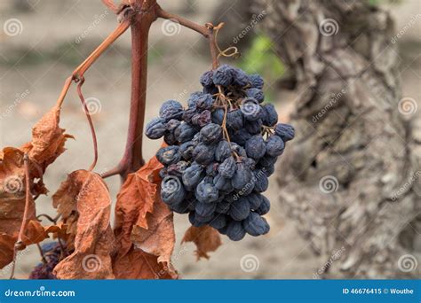 Organic Dry Raw Raisins On The Vine Dried Grapes Stock Image Image