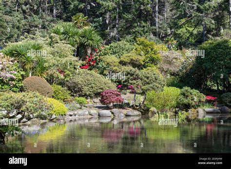 A garden by the lily pond Stock Photo - Alamy