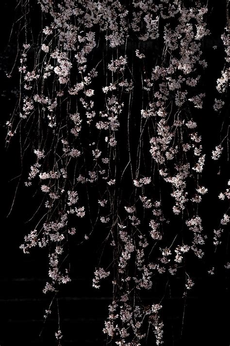 Update More Than Dark Cherry Blossom Wallpaper Super Hot In Coedo