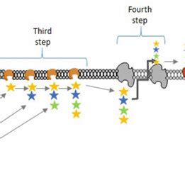 Exopolysaccharide Synthesis Via Wzx Wzy Adapted From Mazmanian And