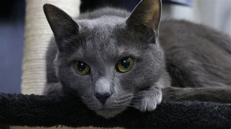 Russian Blue Yellow Eyes