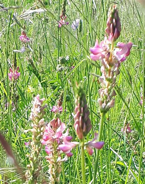 Exploiter les vertus du sainfoin en pur ou dans les mélanges multi