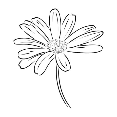 Premium Vector Daisy Flower Line Art Drawing Vector Hand Drawn