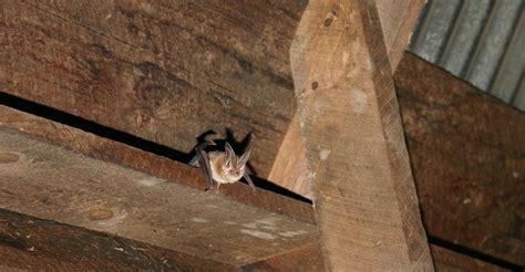 Avoir Une Chauve Souris A La Maison Ventana Blog