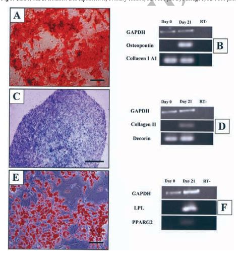 Figure 2 From In Vivo Bone Formation By Canine Mesenchymal Stem Cells