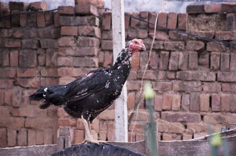 รูปไก่ชนไก่ชนไก่ชนไก่บ้านฟาร์มสัตว์ปีก พื้นหลัง ไก่ บ้านไก่ ไก่บ้าน