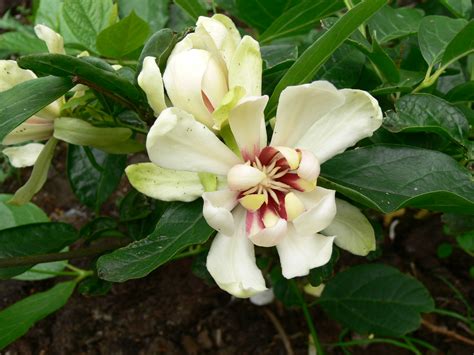 Calycanthus Venus