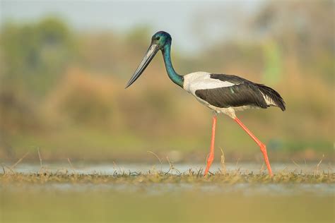 Black Necked Stork Francis J Taylor Photography