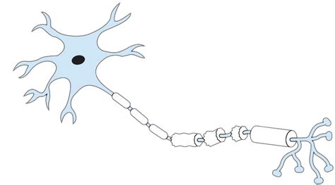 Diagram Of A Labeled Nerve Cell Free Transparent Png Download Pngkey