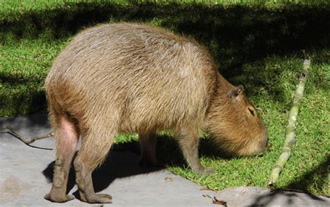 Capybara The Animal Facts