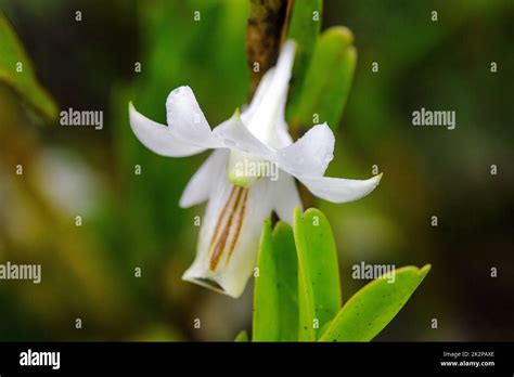 Dendrobium Ellipsophyllum Hi Res Stock Photography And Images Alamy