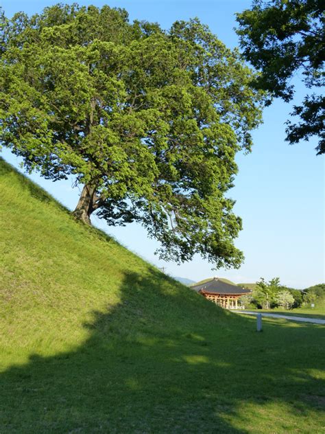 Parc Des Tumulus Daereungwon Site Naturel Avec Horaires Et Ou Payant