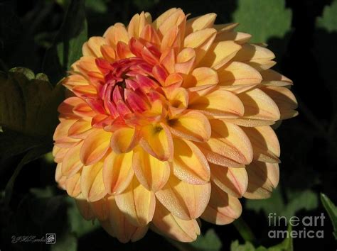 Dahlia Named Brandon James Photograph By J Mccombie Fine Art America