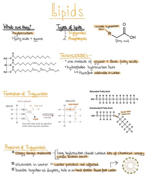 A Level Biology Lipids Exam Questions