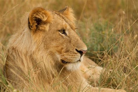 Tried and True Techniques for Wildlife Portrait Photos in Africa