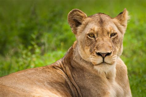 Banco De Imagens Natureza Grama Região Selvagem Animais Selvagens