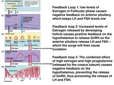 Ppt 1 Fsh Follicle Stimulating Hormone And Lh Luteinizing Hormone