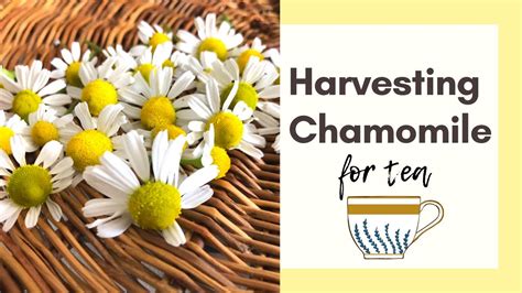 Harvesting Chamomile For Tea Youtube