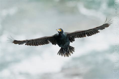 Red Faced Cormorant In Flight — Nature Photography Blog