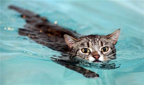 10 Videos Featuring Cats Who Love To Swim