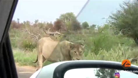 Kruger Park S Largest Lion Pride Ever Walking In Road Video Dailymotion